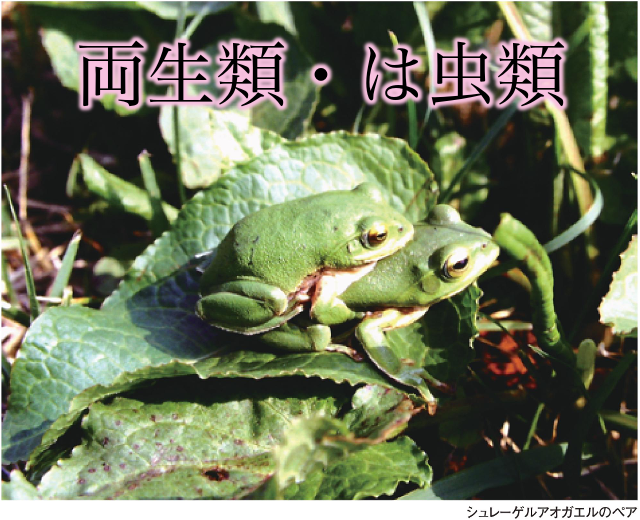 上伊那誌　両生類・は虫類