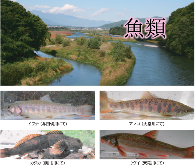 上伊那誌　魚類