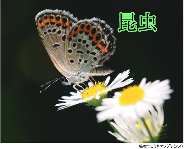 上伊那誌　昆虫